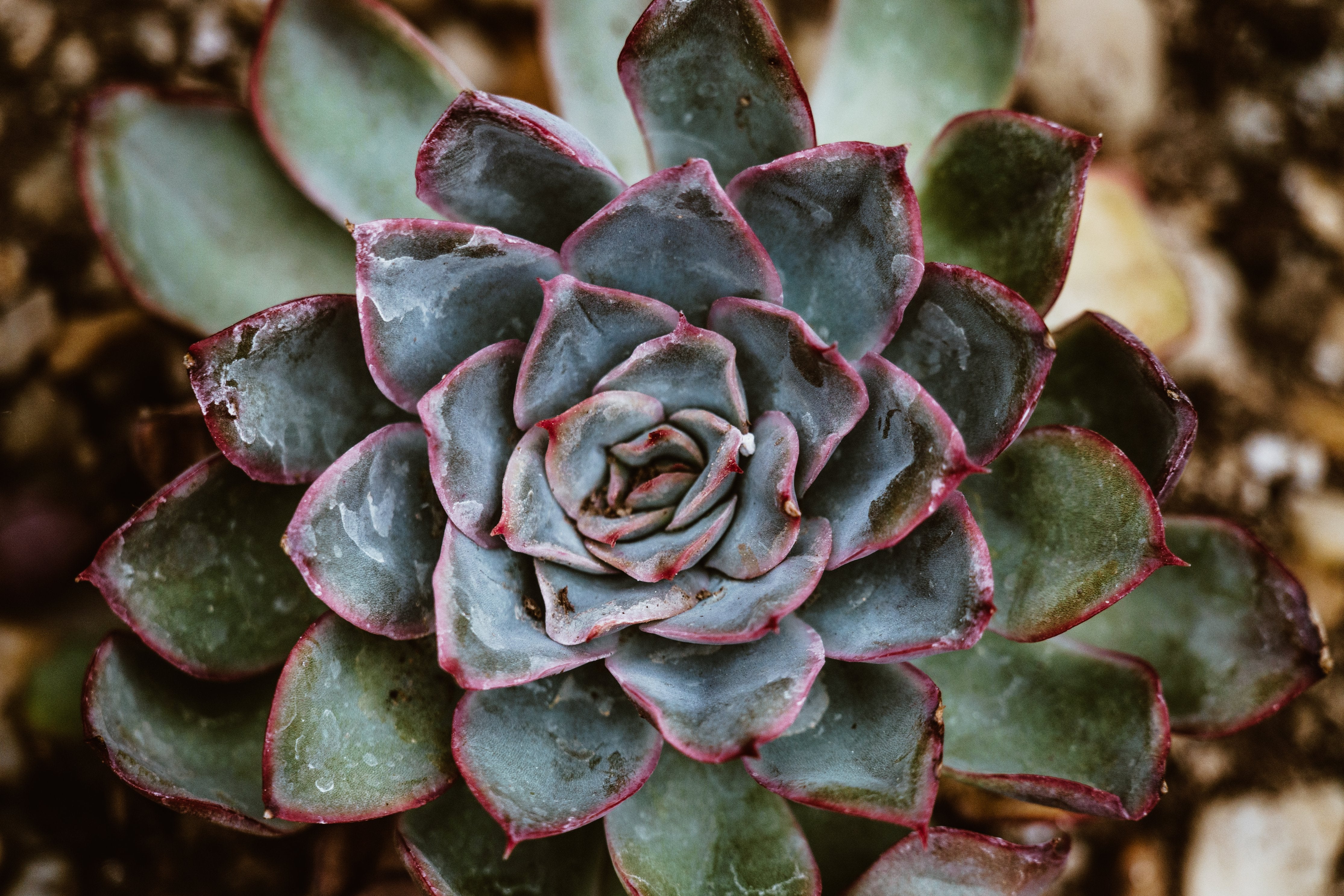 Close up of a succulent plant, shot from above