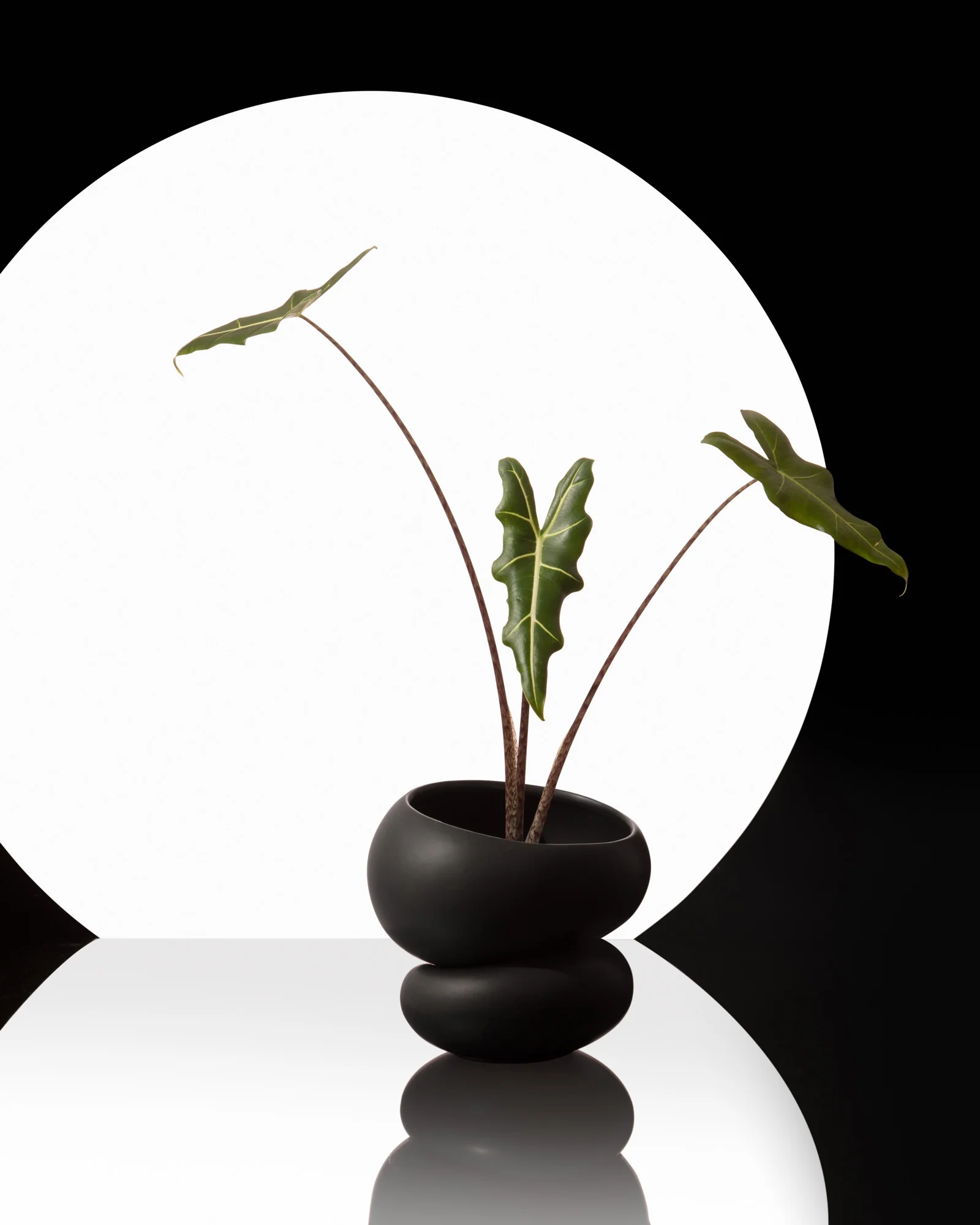 A two-tiered, round black planter with a three-leaved plant sitting on top of a mirrored surface