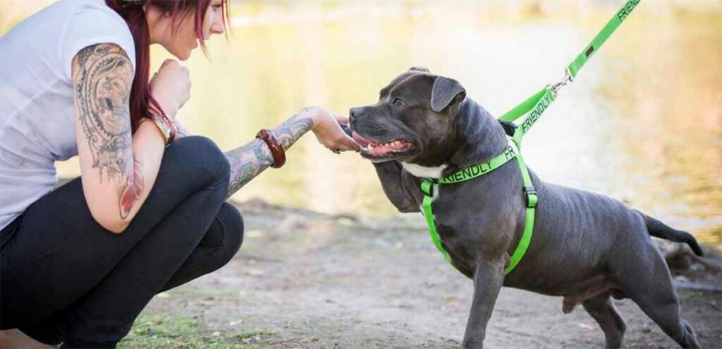Program partnerski dla zwierząt – Obroże przyjazne psom